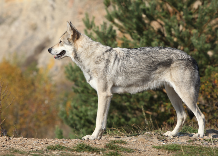 Ako vyzerá Saarlooswolfhond?