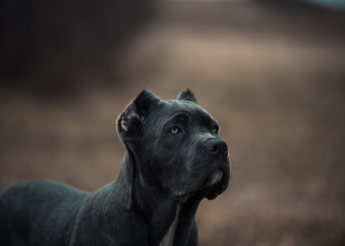 Čierny bandog s kupírovanými ušami.