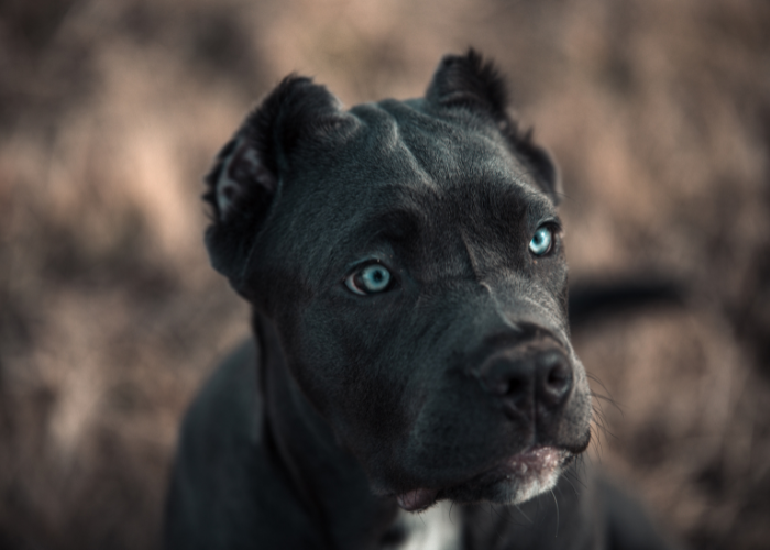Bandog s modrými očami.
