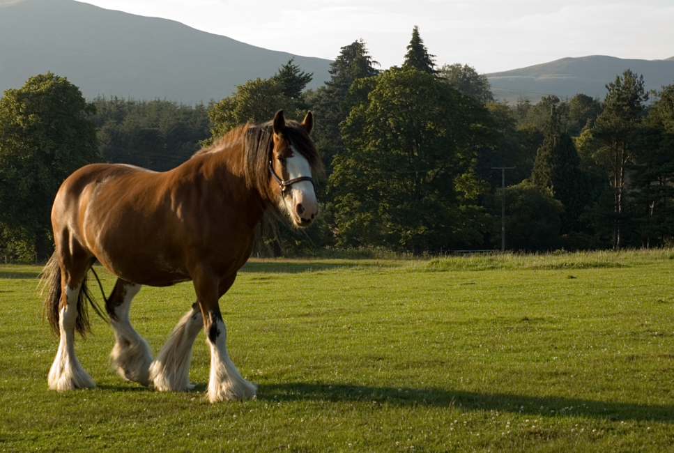 Kôň clydesdale.