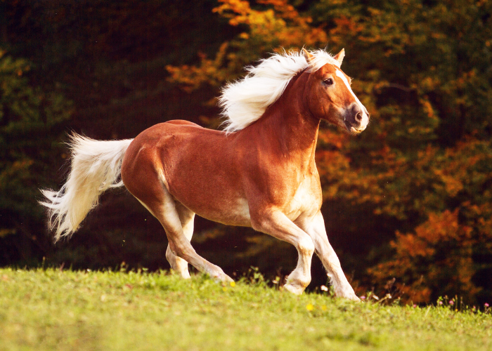 Kobylka haflinger.