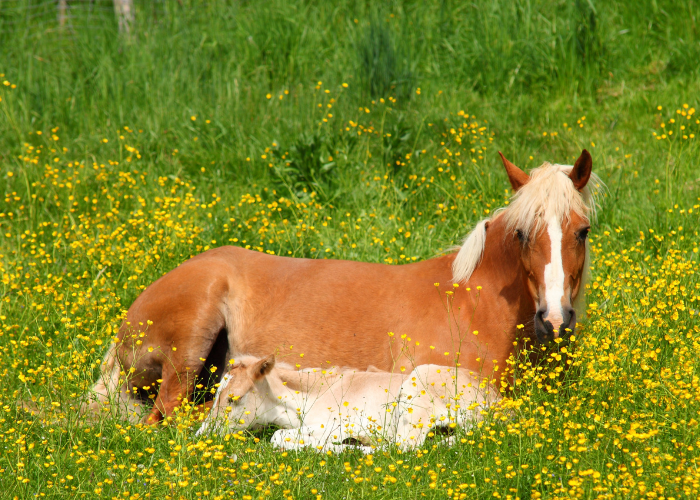 Kobyla s žriebäťom haflinger.