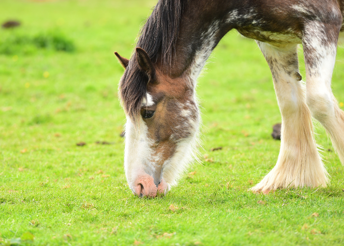 Kôň Clydesdale hryzie trávu.