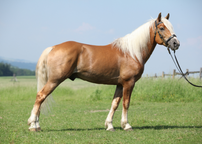 Kôň haflinger.