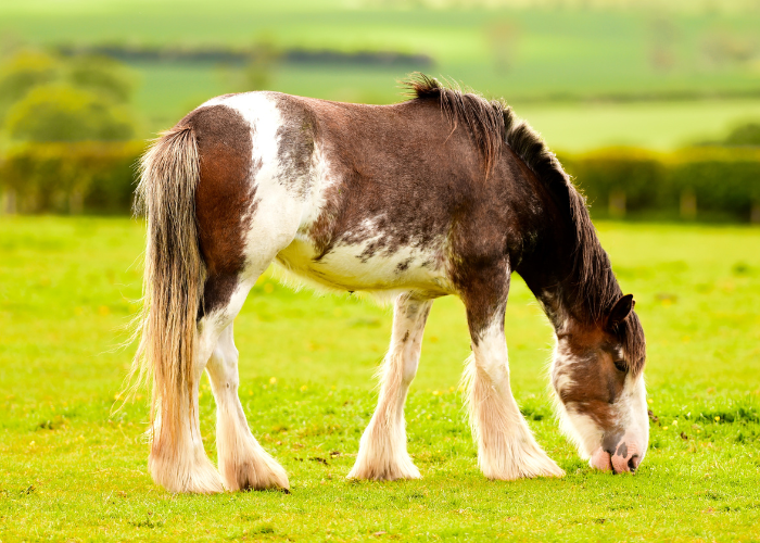 Škótsky kôň Clydesdale.