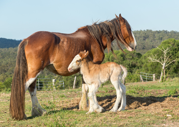 Kôň a žriebä Clydesdale.
