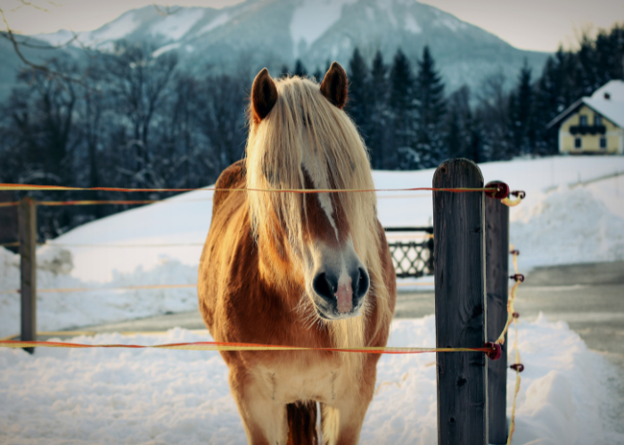 Koník haflinger.