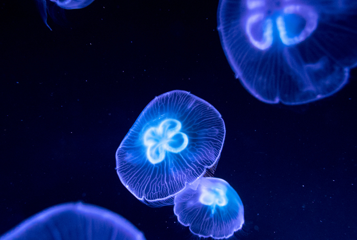 Meduzy w akwarium.