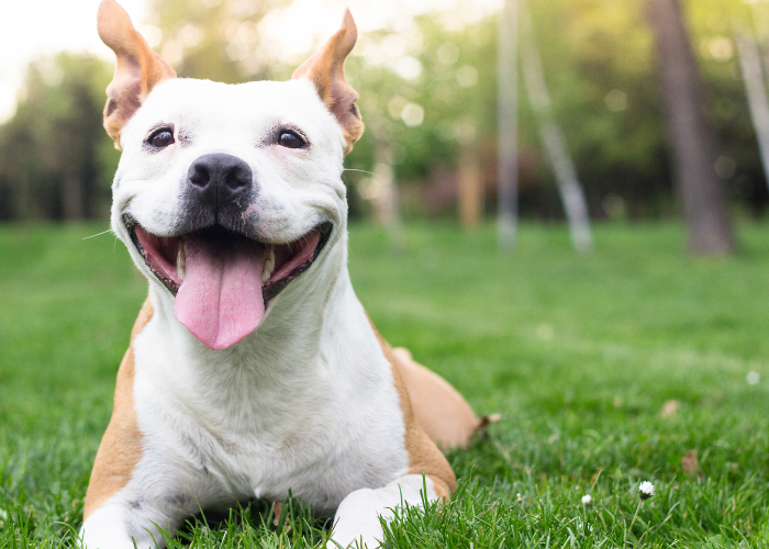 Molos amstaff.
