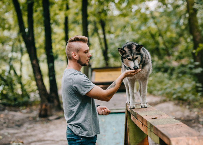 Praktyczne rady o agility dla psów