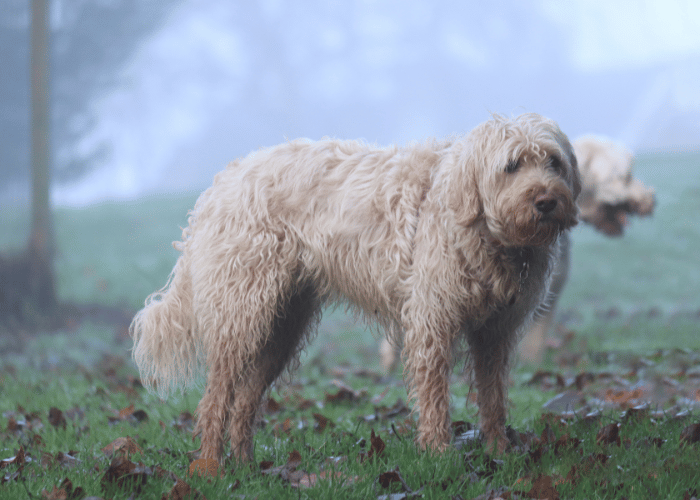 Otterhound pes.
