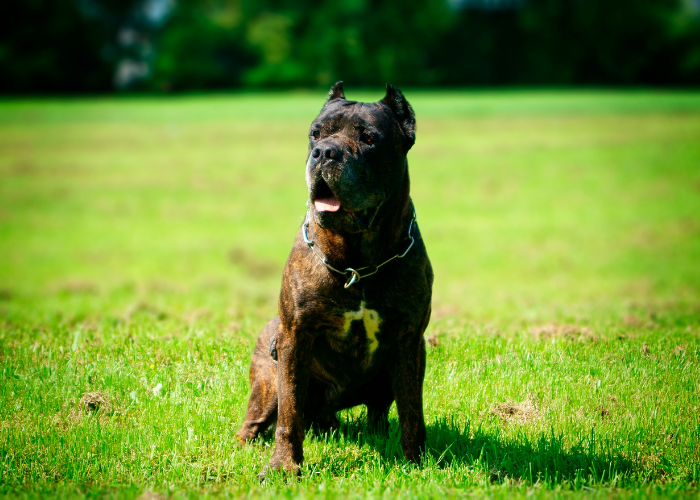 Hnedý pes bandog.