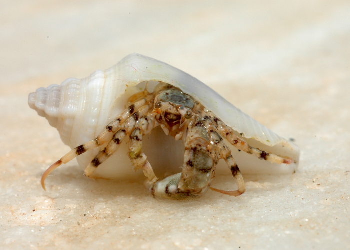 Krab pustovník.